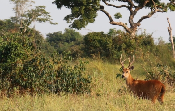 VIRAR SAVANA: Desmatamento avançado pode fazer a Amazônia virar savana antes do previsto