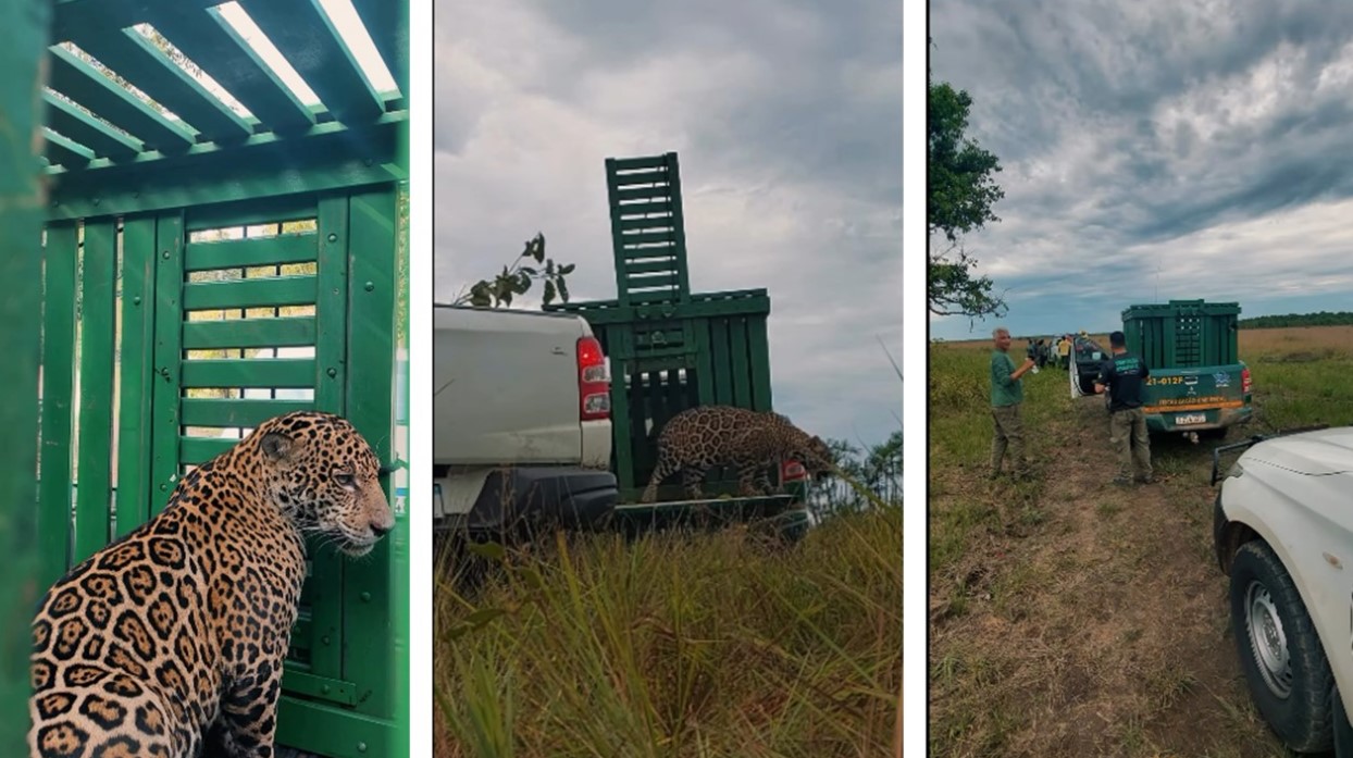 VOLTA PRA CASA: Onça capturada no distrito de Extrema é solta na floresta  