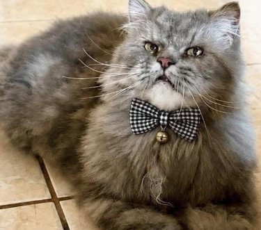 RECOMPENSA: Família procura gato SnowBell desaparecido em PVH
