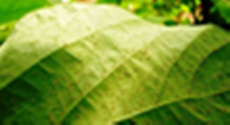 MATO GROSSO: Estudo diz que não há registro de ferrugem asiática 