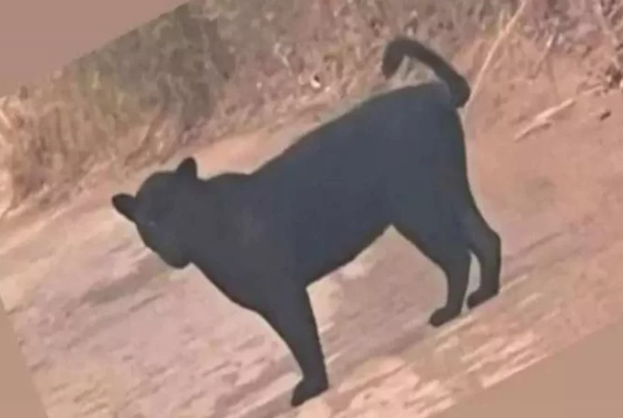 MEDO: Onça-preta mata cachorro da raça pitbull e tenta atacar homem em sítio