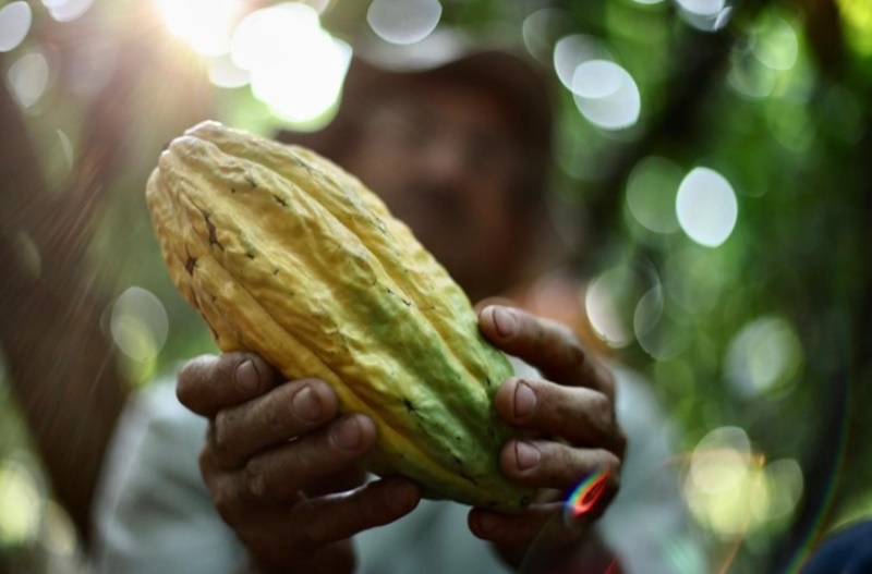 CACAUICULTURA: Jaru será sede do 2º Concacau 2022