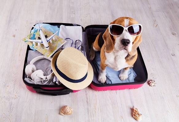 ANIMAIS DE ESTIMAÇÃO: Viajar em Família já não é um Luxo, mas sim uma Prioridade