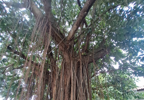 ÁRVORE DA SOMBRA: Maçonaria pede estudo técnico sobre gameleira e nega decisão de retirada