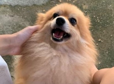 VOCÊ VIU? Cachorro da raça Spitz Alemão desaparece na zona Leste de PVH