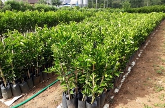 BIODIVERSIDADE: 83% dos brasileiros defendem que o governo invista mais em soluções climáticas