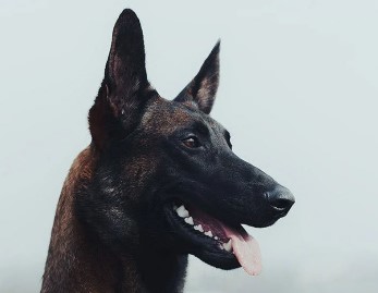SEGURANÇA: PM-RO compra cão da raça Pastor Belga de Malinois por R$ 47 mil