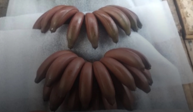 BANANA ROXA: A banana São Tomé é exótica, nutritiva e cheia de histórias