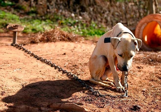 PROTEÇÃO: Porto Velho passa a ter lei que proíbe acorrentar e prender mal cães e gatos