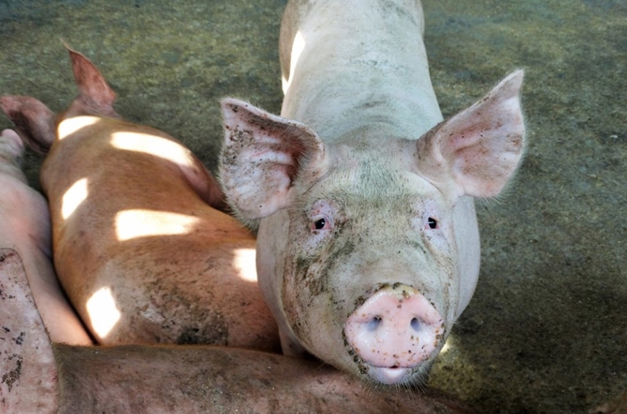 AGRONEGÓCIO: RO isenta carne e derivados de suíno para destravar mercado