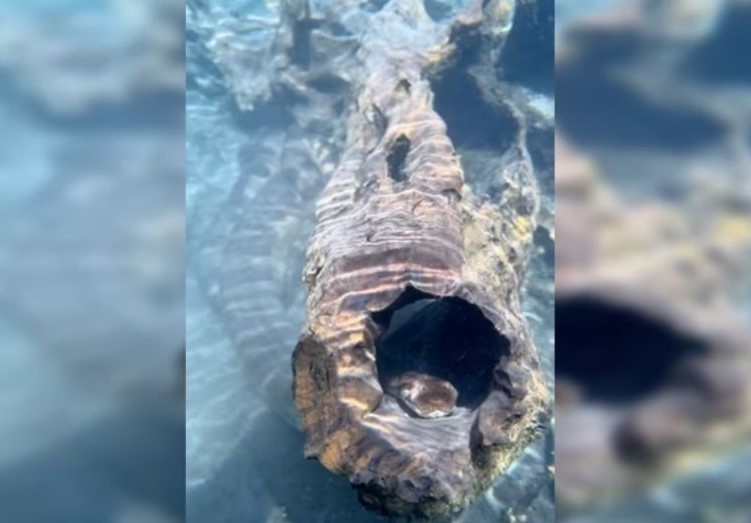 VÍDEO: Sucuri ‘camuflada’ em águas cristalinas impressiona fotógrafo