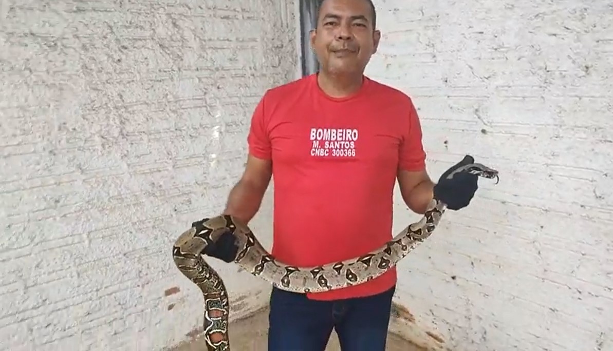VÍDEO: Bombeiro Civil resgata cobra em residência