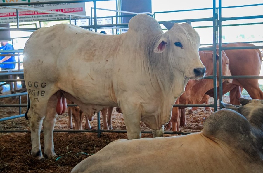 COMPROMISSO: Idaron inicia etapa de declaração obrigatória de rebanhos até 31/05