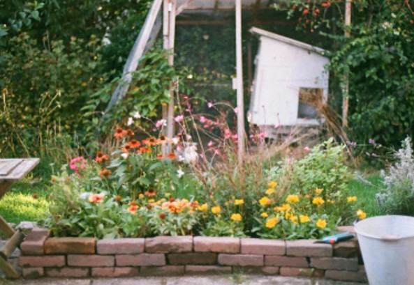 REPELENTES: Estas são as melhores plantas para repelir moscas