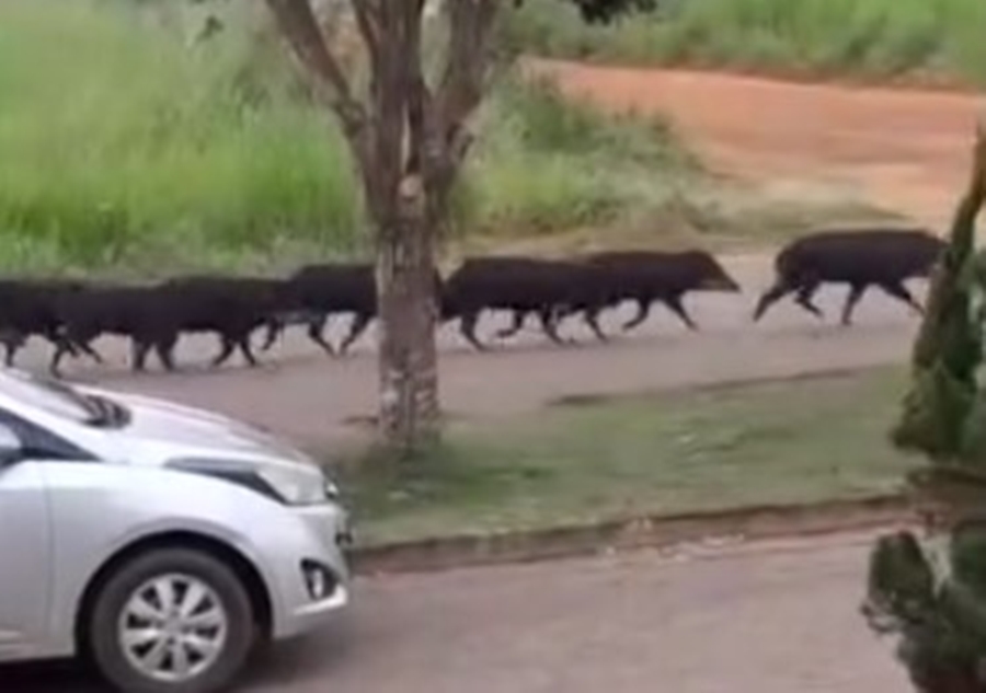 SELVAGEM: Queixadas circulam por bairro de Cacoal 