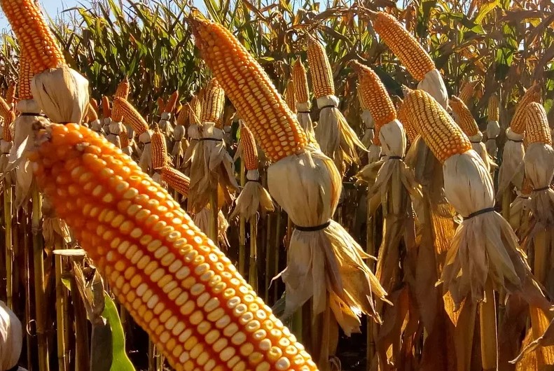 VILHENA: Dia de Campo Safrinha 2024 acontecerá dia 13 de junho