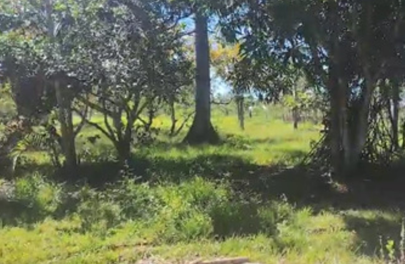 SERIA ELE?: Tamanduá é visto na região onde um animal atacou galinheiro na Terra Santa