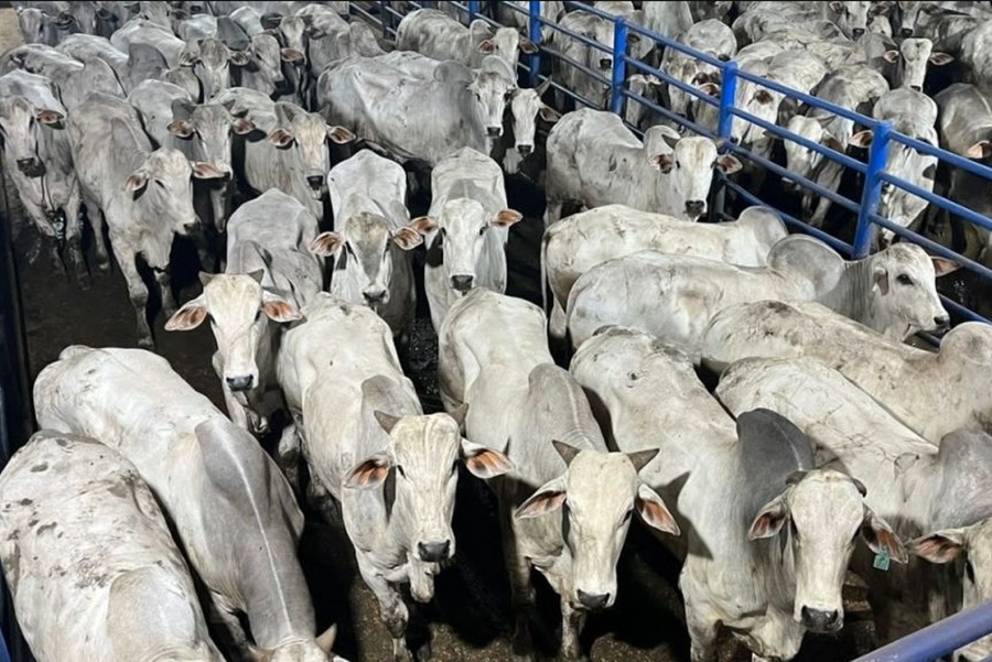 PRODUÇÃO DE BOVINOS: Fazenda de advogados de Porto Velho é destaque nacional