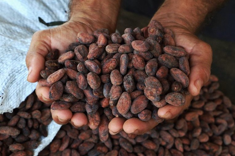 MEIO AMBIENTE: Ações do Fundo Amazônia em Rondônia já somam 178 milhões