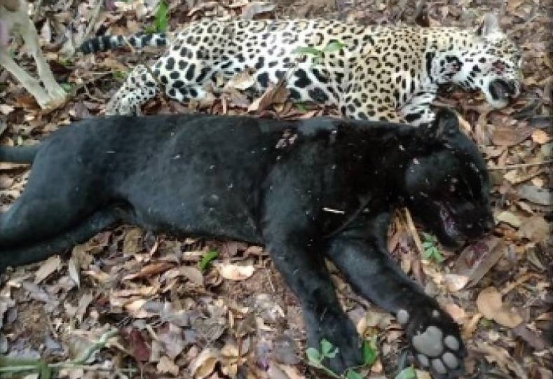 MYKYARA II: PF combate desmatamento e crimes contra mulheres indígenas e animais