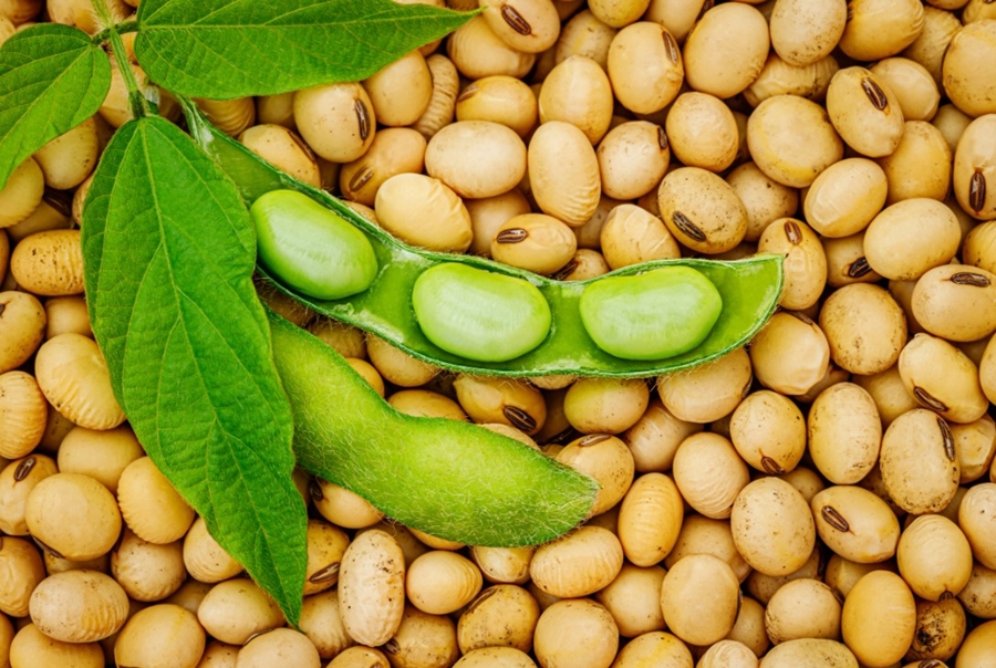 PROTEÇÃO: Embrapa desenvolve tecnologia para reduzir perdas na soja devido à estiagem