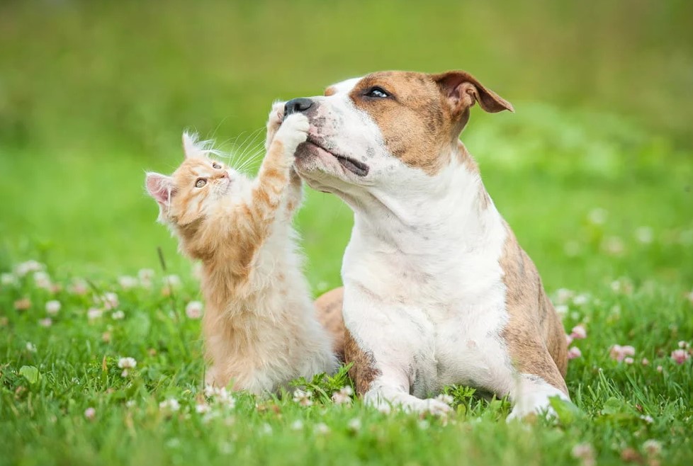 CONDENAÇÃO: Prefeitura ajuíza ação inédita de responsabilização por maus-tratos a animais