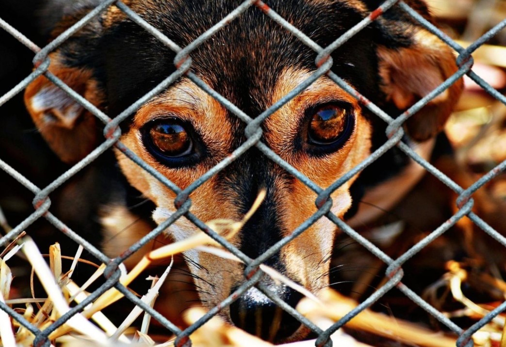 'LEI ORELHA': Caso de Cachorro morto em SC leva à aprovação de lei em Porto Velho
