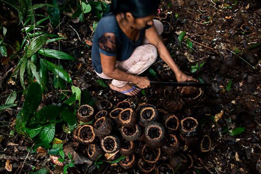 BIOECONOMIA: Indígenas de RO recebem bônus por preservar floresta com castanha amazônica