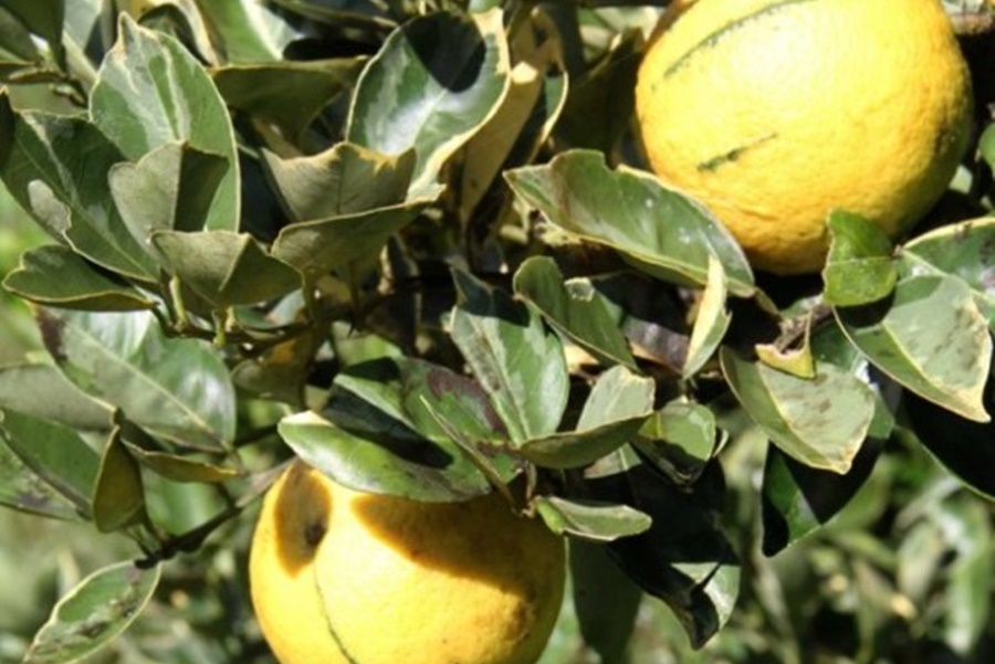 CITRÍCOS: Idaron publica normativa com critérios para produção e comercialização