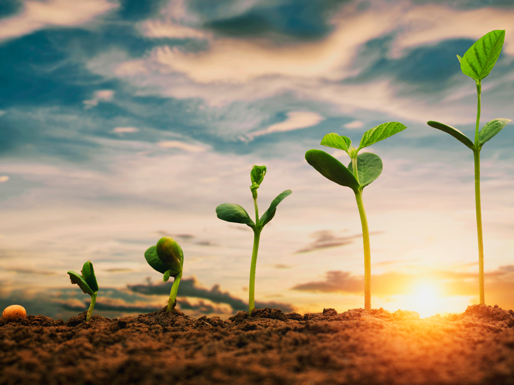 CRESCIMENTO: Plantações de soja chegam a mais cinco cidades de RO, afirma IBGE