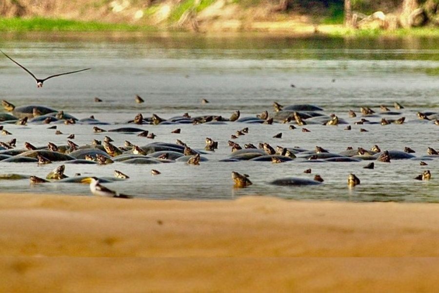 TARTARUGAS DA AMAZÔNIA: Importância ecológica e os desafios da preservação