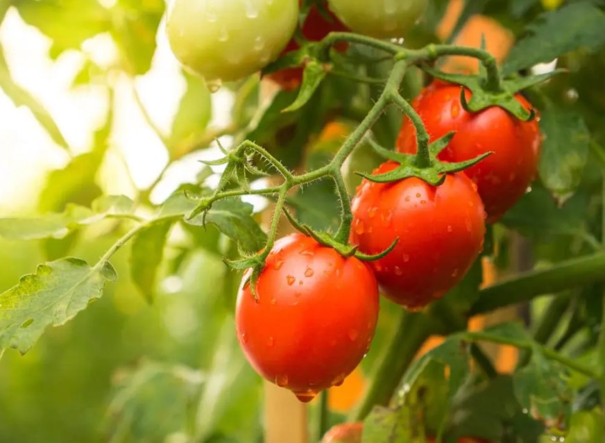 CESTA BÁSICA: Valores do tomate e óleo seguem em queda em Porto Velho, analisa UNIR