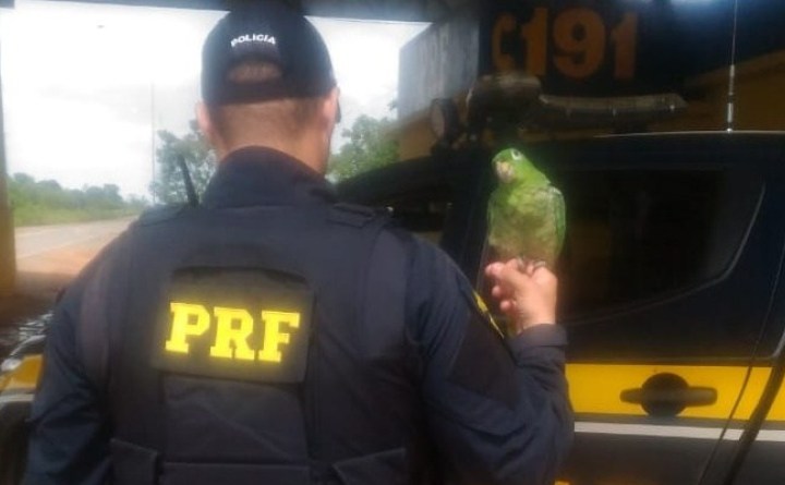 CRIME AMBIENTAL: PRF flagra ave sendo transporte irregularmente