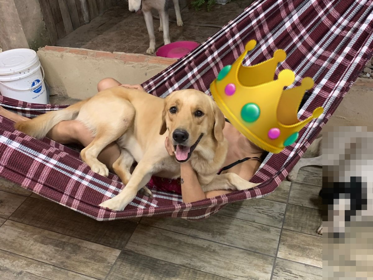 ODIN: Proprietários estão procurando por cachorro que fugiu de residência