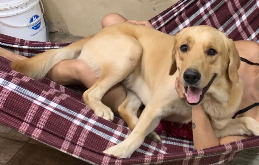CACHORRO: Labrador desaparece no bairro JK e família está desesperada
