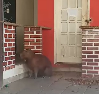 ATRAÇÃO: Capivara aparece no centro da capital e chama a atenção da população