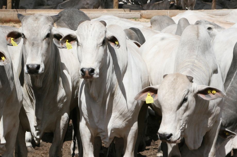 RIO BEEF: Frigorífico e pecuaristas não chegam a acordo sobre dívida de R$ 70 milhões