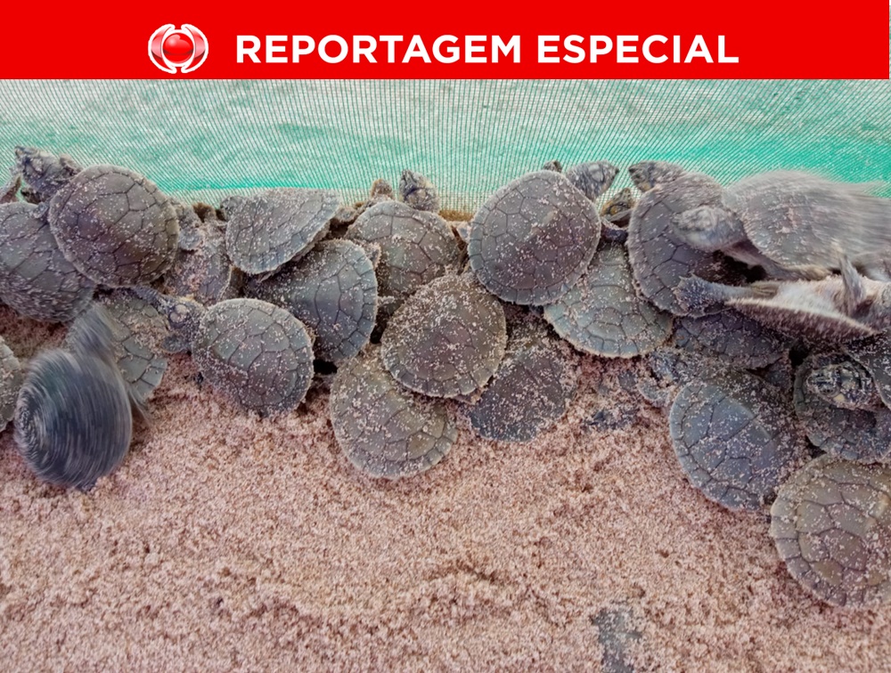 ESPETÁCULO: Quelônios andam quilômetros  para realizar ritual 