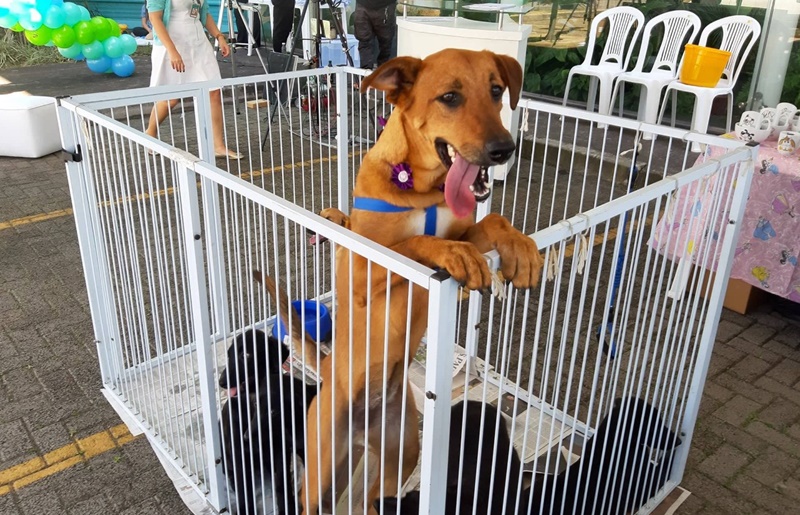 FOFURA: Projeto Ética Animal na Escola realiza 8ª Feira de Adoção Responsável