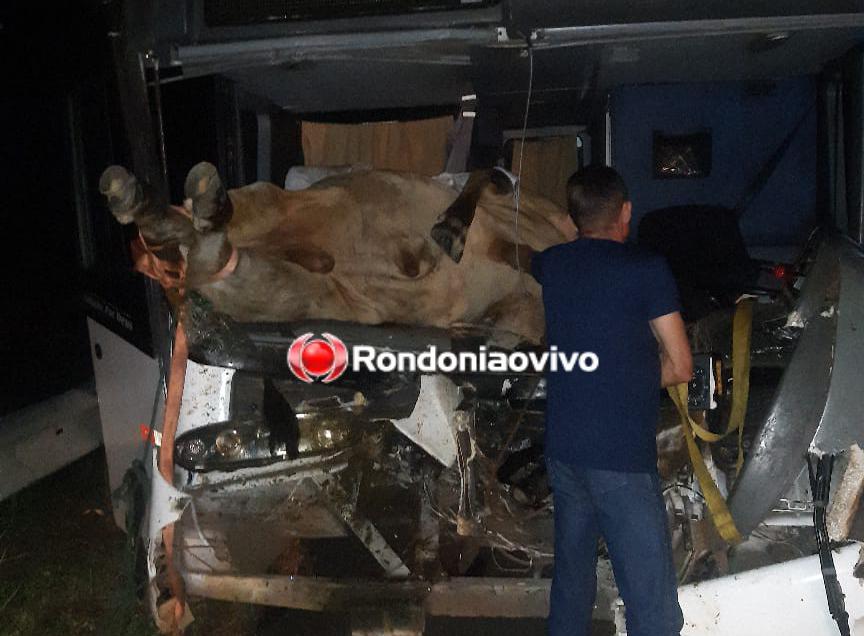 VÍDEO: Boi vai parar dentro de ônibus após atropelamento na BR-364