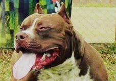 AGRESSOR DE MULHER: Apenado invade canil e instiga pitbull para atacar policiais