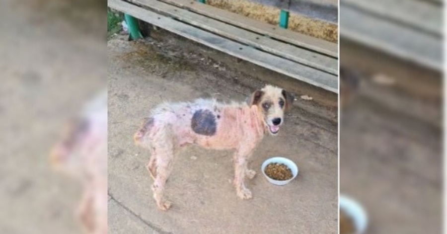 ANIMAIS DE RUA: Protetores Voluntários fazem rifa do Dia dos Pais para ajudar a quitarem dívidas 