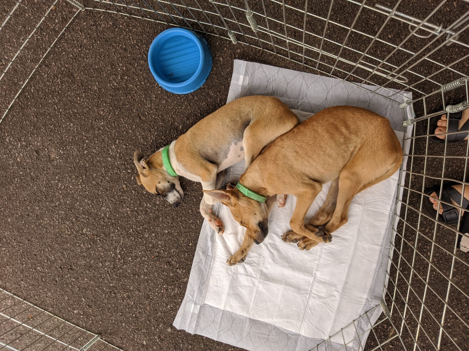 SUCESSO: Feira de adoção dos Protetores Voluntários consegue 18 famílias para animais