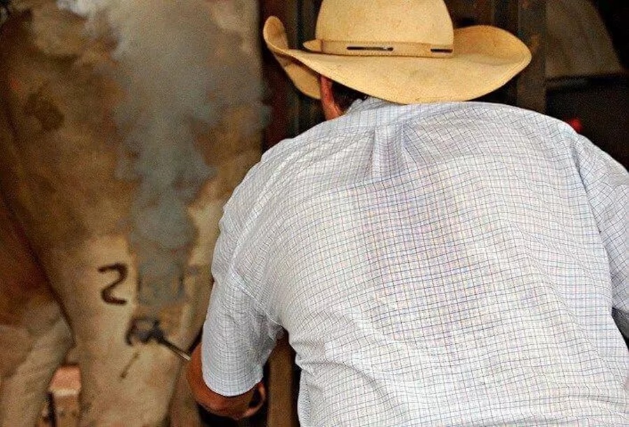 CRUELDADE: Projeto quer proibir marcação de bois com ferro quente