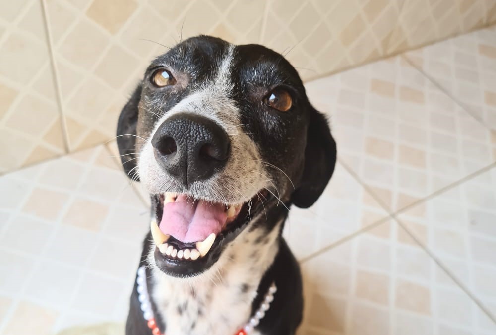 SOLIDARIEDADE: Protetores Voluntários participam de feira de adoção em Porto Velho