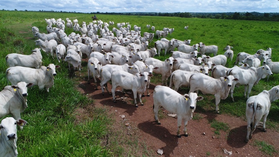 NOVEMBRO: Período para declaração de rebanhos ao Idaron vai até 30