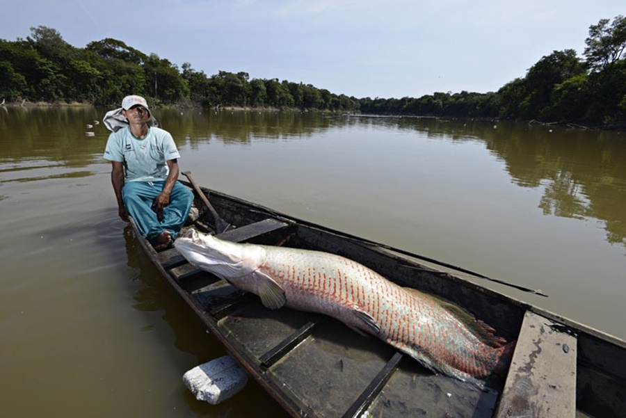 COP-27: Manejo do Pirarucu na Resex Rio Cautário será destacado pela Sedam