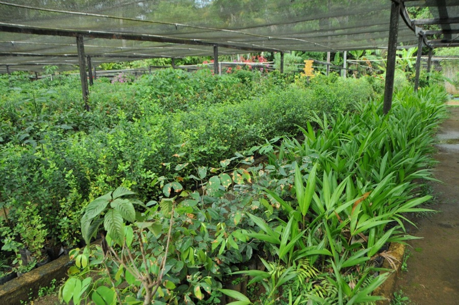 ESPAÇO ALTERNATIVO: Prefeitura de Porto Velho fará doação de mudas no sábado (12)