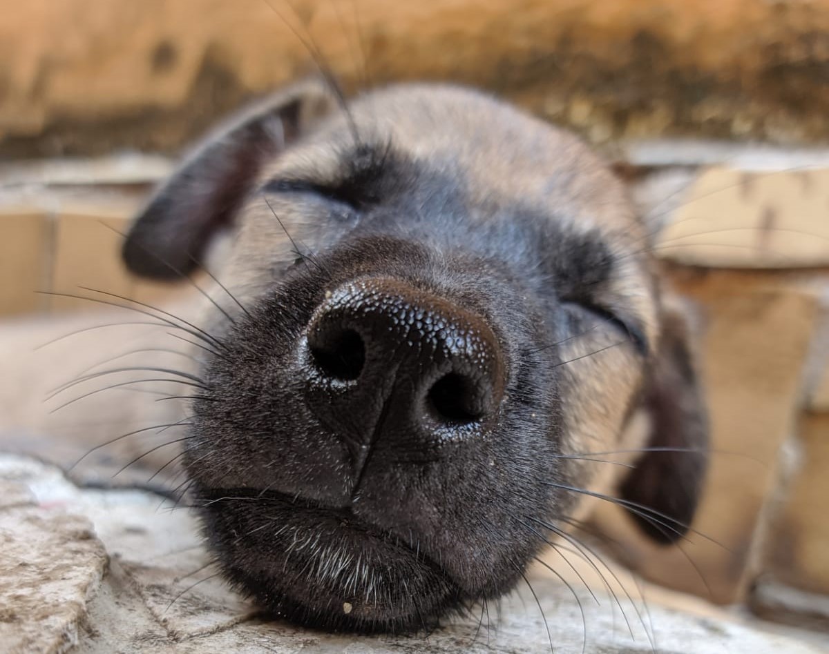 ACOLHIMENTO: Protetores Voluntários participam de feira de adoção em Porto Velho