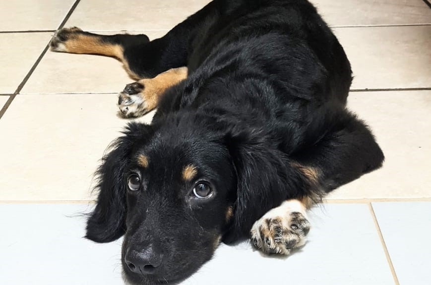 ANIMAIS DE RUA: Protetores Voluntários organizam de feira de adoção em Porto Velho